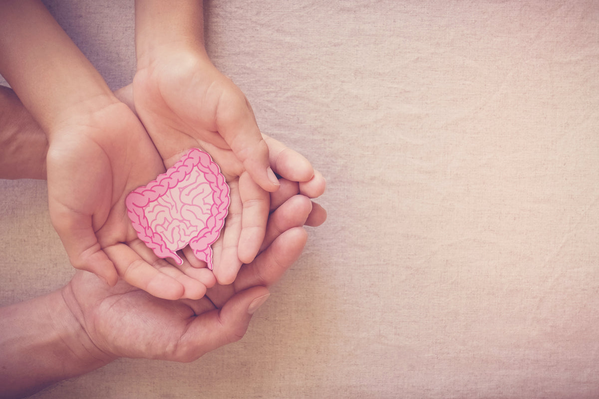 Hands cradling an illustrated intestine. Representing the importance of consuming gut health supplements to maintain a healthy digestion.